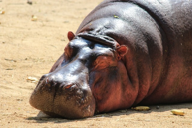 hippopotamus basking